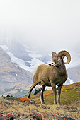 WLD 15 TL0033 01
Bighorn Sheep Ram Standing On Mountain