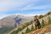 WLD 15 TL0034 01
Bighorn Sheep Ram Standing On Mountain