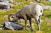 WLD 15 TL0035 01
Bighorn Sheep Ram Rubbing Horns On Rock