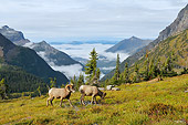 WLD 15 TL0036 01
Two Bighorn Sheep Rams Grazing On Hillside