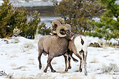 WLD 15 TL0037 01
Rocky Mountain Bighorn Sheep Shoving And Kicking To Display Dominance, Rocky Mountains