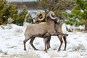 WLD 15 TL0038 01
Rocky Mountain Bighorn Sheep Shoving And Kicking To Display Dominance, Rocky Mountains