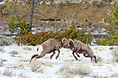 WLD 15 TL0039 01
Rocky Mountain Bighorn Sheep Head Butting During Fall Rut, Rocky Mountains