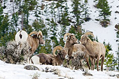 WLD 15 TL0040 01
Rocky Mountain Bighorn Sheep Gathering On Hillside, Rocky Mountains