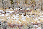WLD 15 TL0041 01
Bighorn Sheep Rams Chasing Ewe To Mate, Rocky Mountains