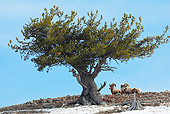 WLD 15 WF0001 01
Two Bighorn Sheep Laying Under Tree Yellowstone National Park