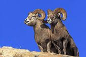 WLD 15 WF0002 01
Two Bighorn Sheep Standing On Rock In Rocky Mountains