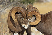 WLD 15 WF0003 01
Close-Up Of Two Bighorn Sheep Head To Head
