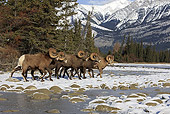 WLD 15 WF0004 01
Group Of Bighorn Sheep Walking Along Snowy Riverbank Jasper National Park