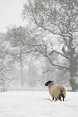 WLD 15 WF0007 01
Suffolk Ram And North Country Mule Ewe Hybrid Standing In Snow