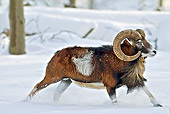 WLD 15 WF0009 01
Mouflon Ram Male Running Through Snow