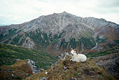 WLD 15 DB0001 01
Dall Sheep Ram Bedded On Outcrop In Denali National Park Alaska