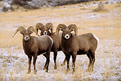 WLD 15 DB0002 01
Three Rocky Mountain Bighorn Sheep Rams Standing In Snowy Field