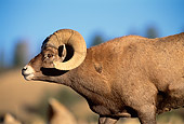 WLD 15 DB0003 01
Profile Of Rocky Mountain Bighorn Sheep Ram