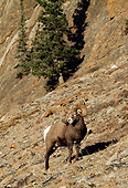 WLD 15 LS0001 01
Bighorn Sheep Ram Climbing Steep Barren Slope