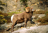 WLD 15 LS0002 01
Profile Portrait Of Bighorn Sheep Ram Standing Among Rocks And Low Plants