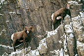 WLD 15 LS0003 01
Two Bighorn Sheep Rams Climbing Snowy Cliff Face