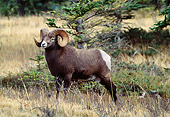 WLD 15 LS0004 01
Bighorn Sheep Ram Standing In Field By Shrubs And Trees Rocky Mountains Canada