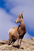 WLD 15 RF0001 01
Bighorn Sheep On Rock