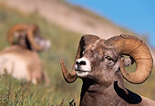 WLD 15 RF0002 01
Head Shot Of Bighorn Sheep