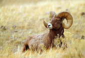 WLD 15 RF0004 01
Bighorn Sheep Ram Laying In Field Of Dry Grass