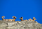 WLD 15 RF0005 01
Bighorn Sheep Rams Laying On Rocky Knoll Blue Sky
