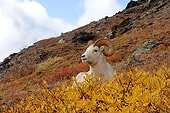 WLD 15 SK0001 01
Dall Sheep Ram Resting On Hillside Autumn Denali National Park Alaska