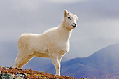 WLD 15 SK0003 01
Dall Sheep Lamb Standing On Mountainside Autumn Denali National Park Alaska