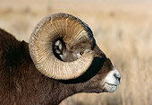 WLD 15 TK0001 01
Profile Head Shot Of Bighorn Sheep Ram