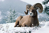 WLD 15 TK0002 01
Bighorn Sheep Ram Laying On Snow By Trees Mountains