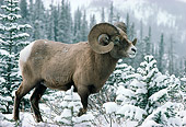 WLD 15 TK0003 01
Bighorn Sheep Ram Standing On Snow By Trees Mountains