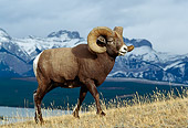 WLD 15 TK0004 01
Bighorn Sheep Ram Walking Up Slope In Mountains