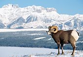 WLD 15 TK0005 01
Bighorn Sheep Ram Standing By Snow-Covered Mountains