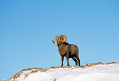 WLD 15 TK0006 01
Bighorn Sheep Ram Standing On Snow-Covered Hill Rocky Mountains