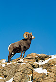 WLD 15 TK0007 01
Bighorn Sheep Ram Standing On Rocky Peak With Snow Rocky Mountains