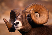 WLD 15 TL0001 01
Portrait Head Shot Of Rocky Bighorn Ram