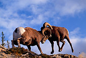 WLD 15 TL0002 01
Two Rocky Big Horn Rams Fighting