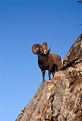 WLD 15 TL0003 01
Rocky Big Horn Ram On Top Of Rocky Mountain