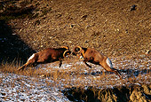 WLD 15 TL0005 01
Two Rocky Big Horn Rams Fighting