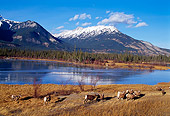 WLD 15 TL0006 01
Herd Of Rocky Big Horn Rams By Lake And Mountains