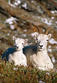WLD 15 TL0008 01
Dall Sheep Ewe And Lamb Resting On Hillside With Snow