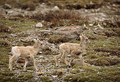 WLD 15 TL0009 01
Two Bighorn Sheep Lambs Walking On Rocky Hillside
