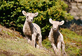 WLD 15 TL0010 01
Two Bighorn Sheep Lambs Standing Facing Camera On Steep Hillside By Shrubs