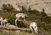 WLD 15 TL0011 01
Bighorn Sheep Lamb Leaping Among Other Lambs On Rocky Hillside