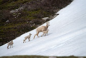 WLD 15 TL0012 01
Bighorn Sheep Ewe Climbing Snowy Slope With Three Lambs