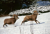 WLD 15 TL0013 01
Bighorn Sheep Ram Chasing  Ram On Snowy Hillside Shrub Background