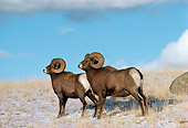 WLD 15 TL0015 01
Two Bighorn Sheep Rams Standing On Snowy Hillside Blue Sky Cloud Background