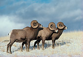 WLD 15 TL0016 01
Three Bighorn Sheep Rams Standing On Snowy Hillside Dark Cloud Background