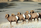 WLD 15 TL0017 01
Five Bighorn Sheep Rams Standing On Snowy Hillside Mountain Background