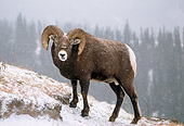 WLD 15 TL0018 01
Bighorn Sheep Ram Standing On Hillside In Snowstorm Forest Background